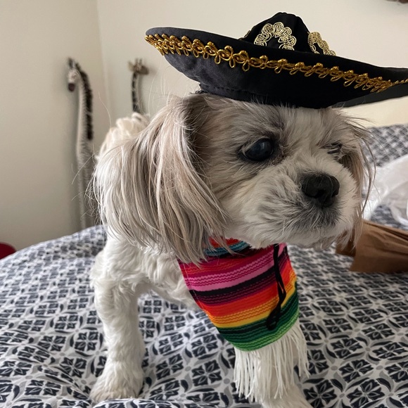 4 Small dog Halloween costumes - Picture 12 of 14